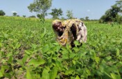 Empower Gulu Farmers with Omel Farm Hub in Uganda