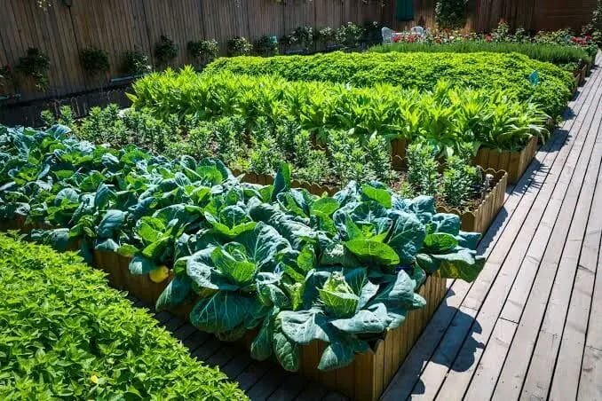 Crop raised