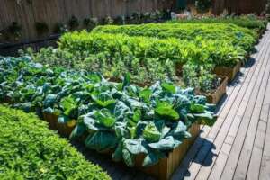 Crop raised