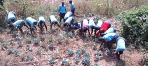 Children farming