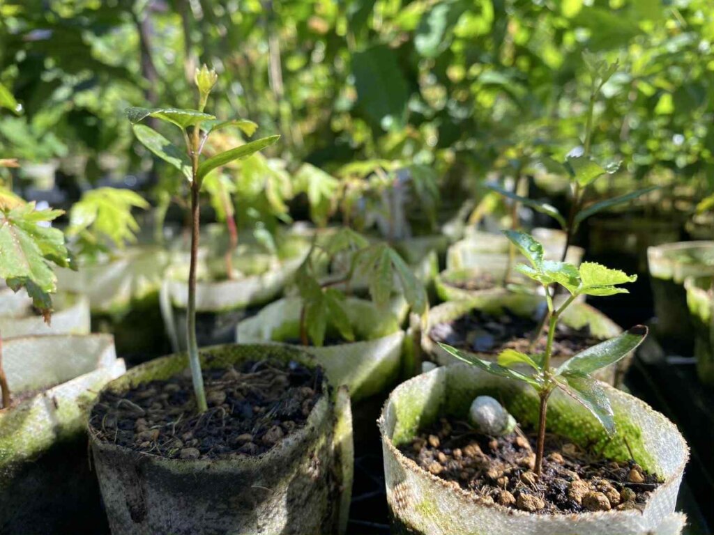 From Ashes to Forest:  Plant 10,000 Trees in Japan