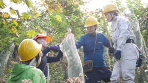 Growth Survey of Planted Trees