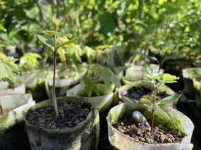 Local Seedlings