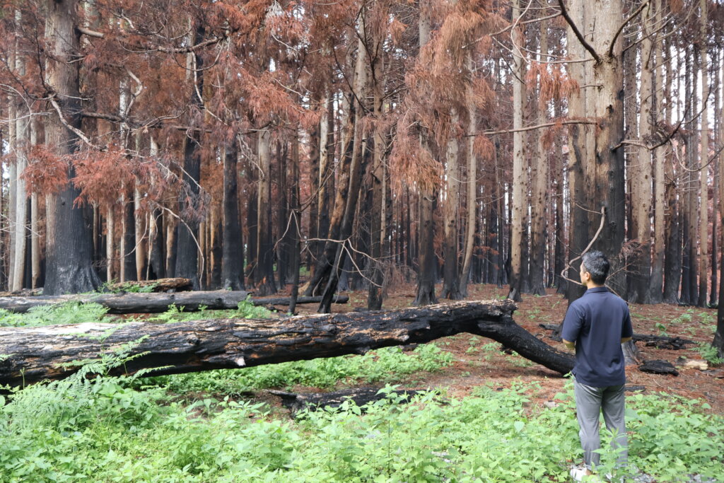 From Ashes to Forest:  Plant 10,000 Trees in Japan