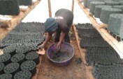 Rweenzori  Green Guides Briquette for conservation