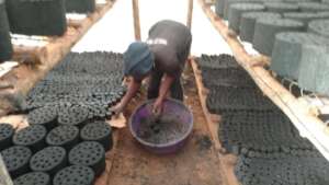 Rweenzori  Green Guides Briquette for conservation