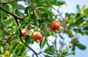 Plant and Grow Cashew Trees with African Farmers