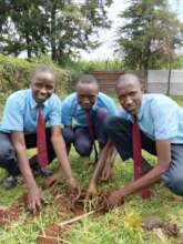 School tree planting in response to climate change
