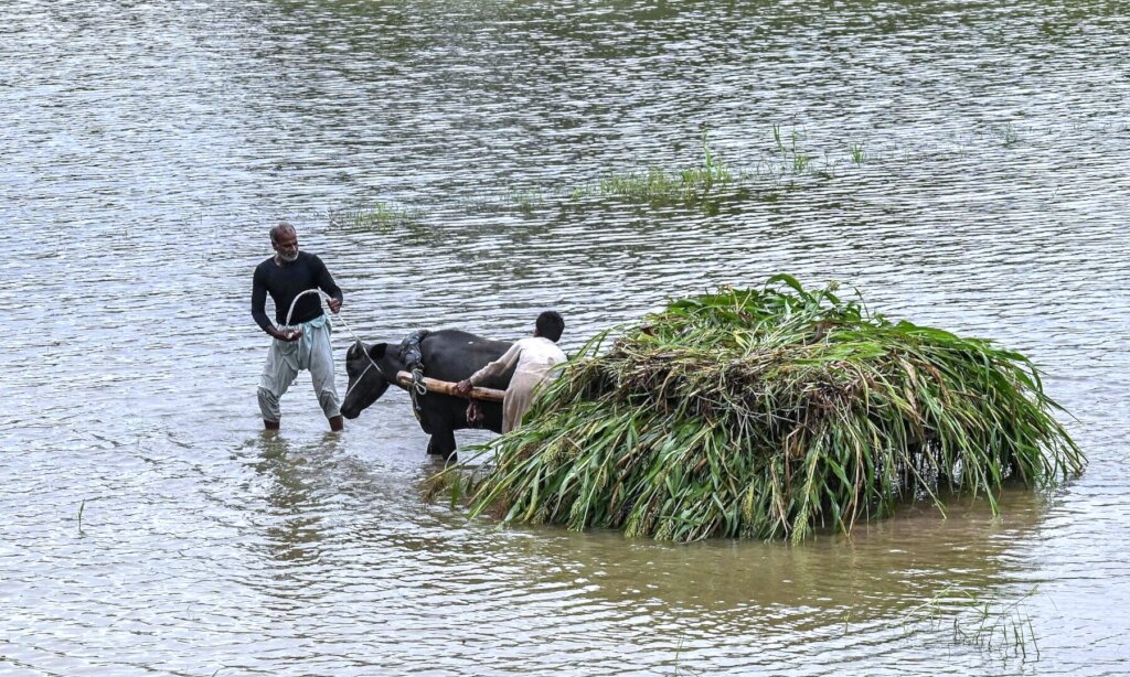 Emergency appeal-Floods Pakistan