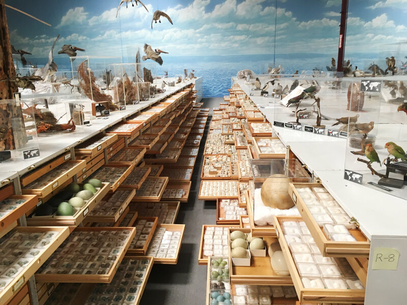Expanding Access and Learning at the Bird Museum!