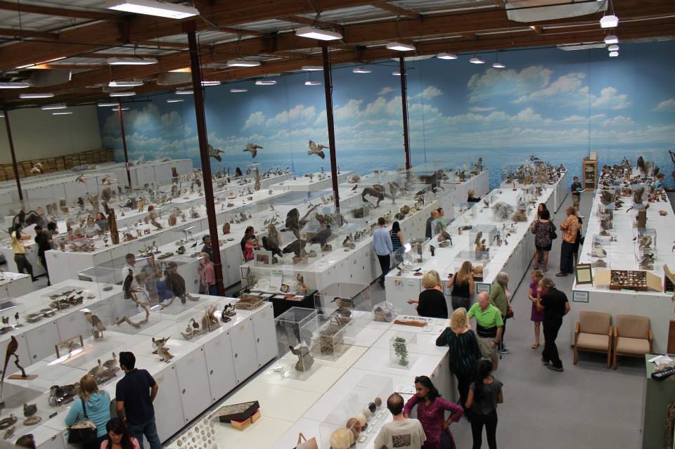 Open House at the Bird Museum