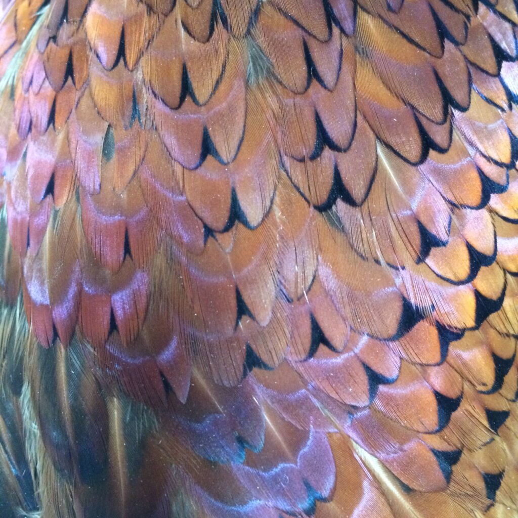 Expanding Access and Learning at the Bird Museum!