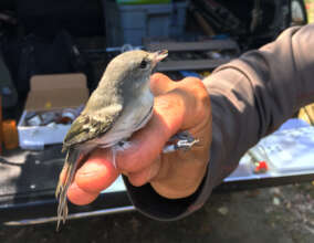 Least Bell's Vireo Banding