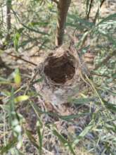 Least Bell's Vireo Nest