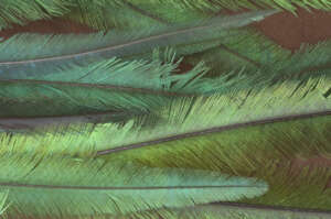Quetzal feathers