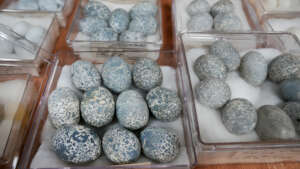 Guira Cuckoo Eggs
