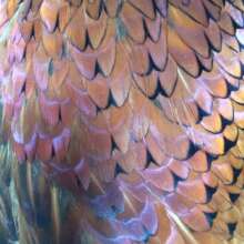 The Magic of Birds