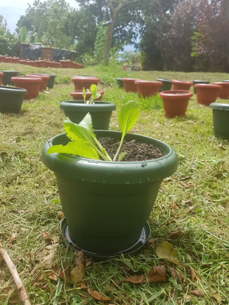 Empowering Rural Women Through Vegetable Farming