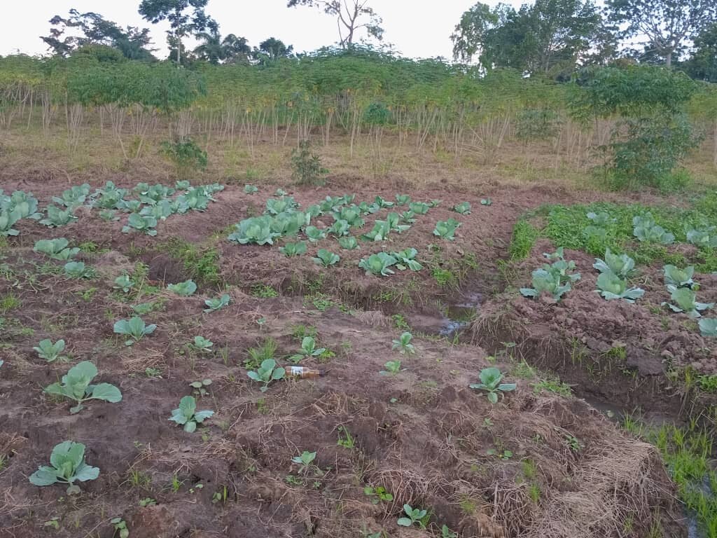 Empowering Rural Women Through Vegetable Farming