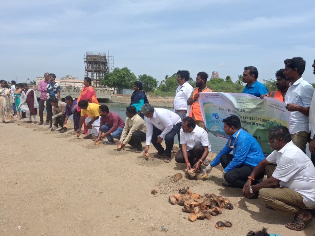 Plantation of palmyrah seeds on the pond banks