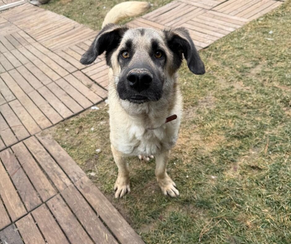 Paws of Hope Building a Lifeline for Ankara's Dogs