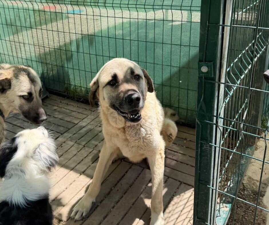 Paws of Hope Building a Lifeline for Ankara's Dogs