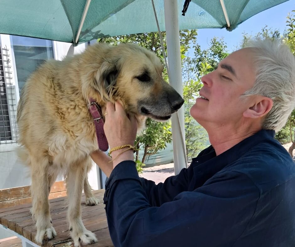 Paws of Hope Building a Lifeline for Ankara's Dogs