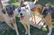Paws of Hope Building a Lifeline for Ankara's Dogs