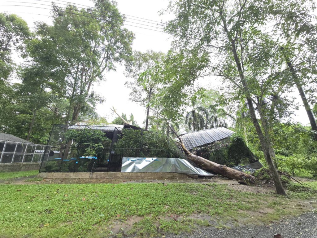 Large enclosure damaged by a fallen tree