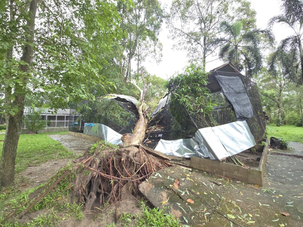 A fallen tree that damaged slow loris enclosure