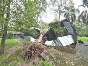 A fallen tree that damaged slow loris enclosure