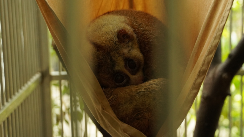 A slow loris resting in a hammock