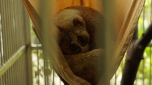 A slow loris resting in a hammock