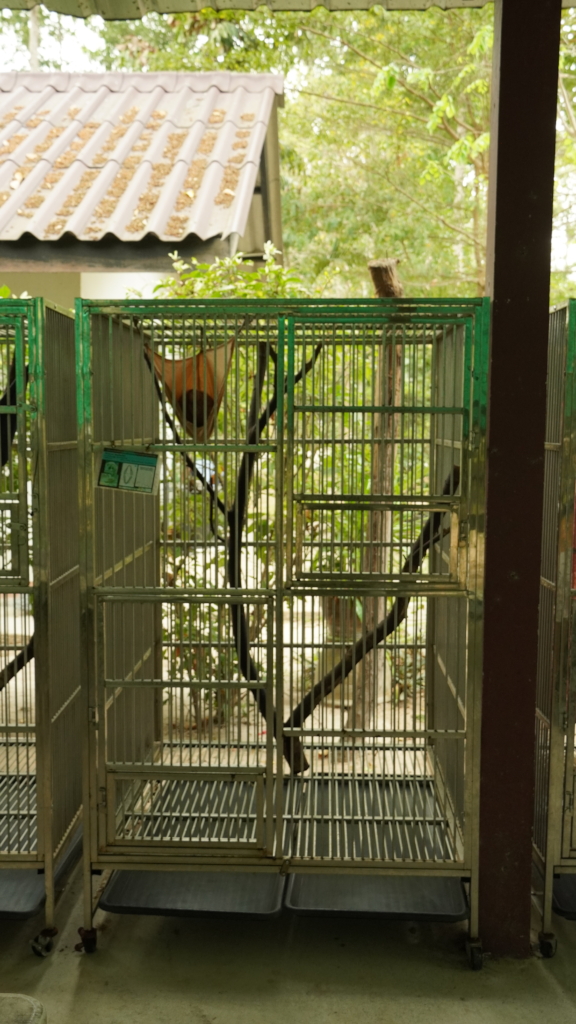 A slow loris relocated to a smaller cage