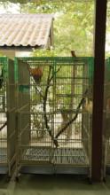 A slow loris relocated to a smaller cage