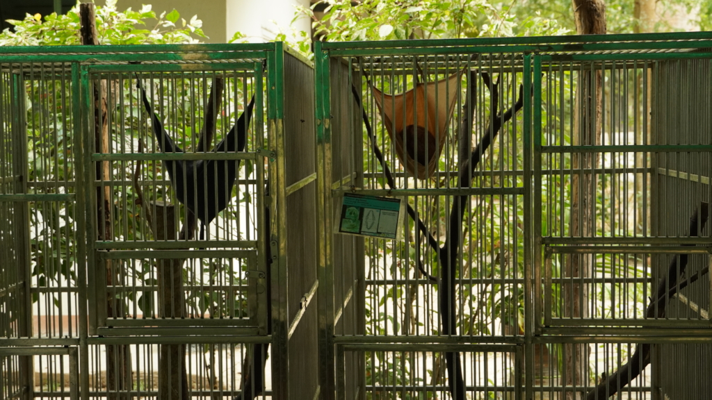 Lorises in their enclosure at the rescue center