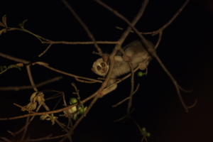 A slow loris found on the cotton tree