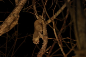 A slow loris observed during night survey