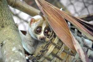 Re-wilding confiscated slow loris in Thailand.
