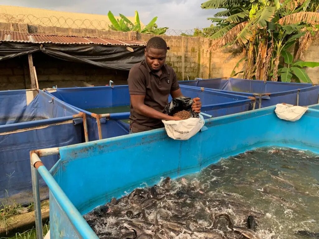Create Jobs for Youth with Fish Farming in Nigeria