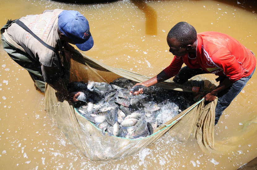 Create Jobs for Youth with Fish Farming in Nigeria
