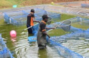 Create Jobs for Youth with Fish Farming in Nigeria