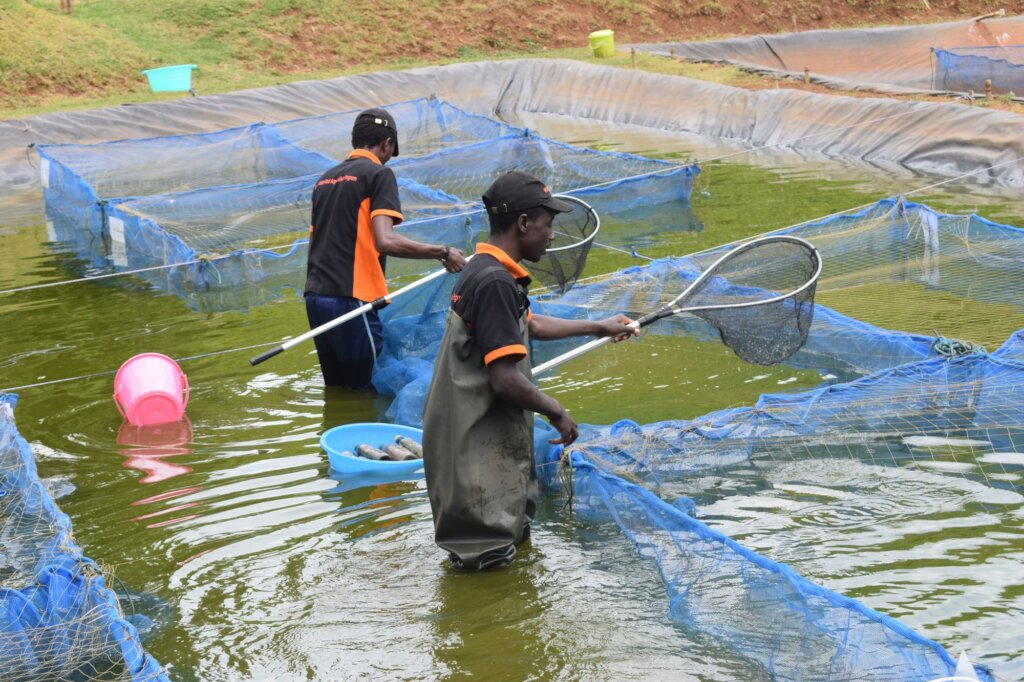 Create Jobs for Youth with Fish Farming in Nigeria