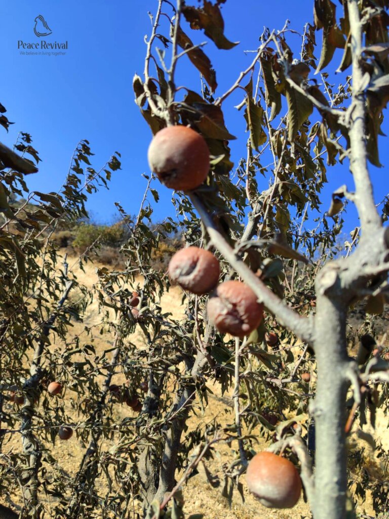 Help Syrian Farmers Rebuild Burned Farmlands
