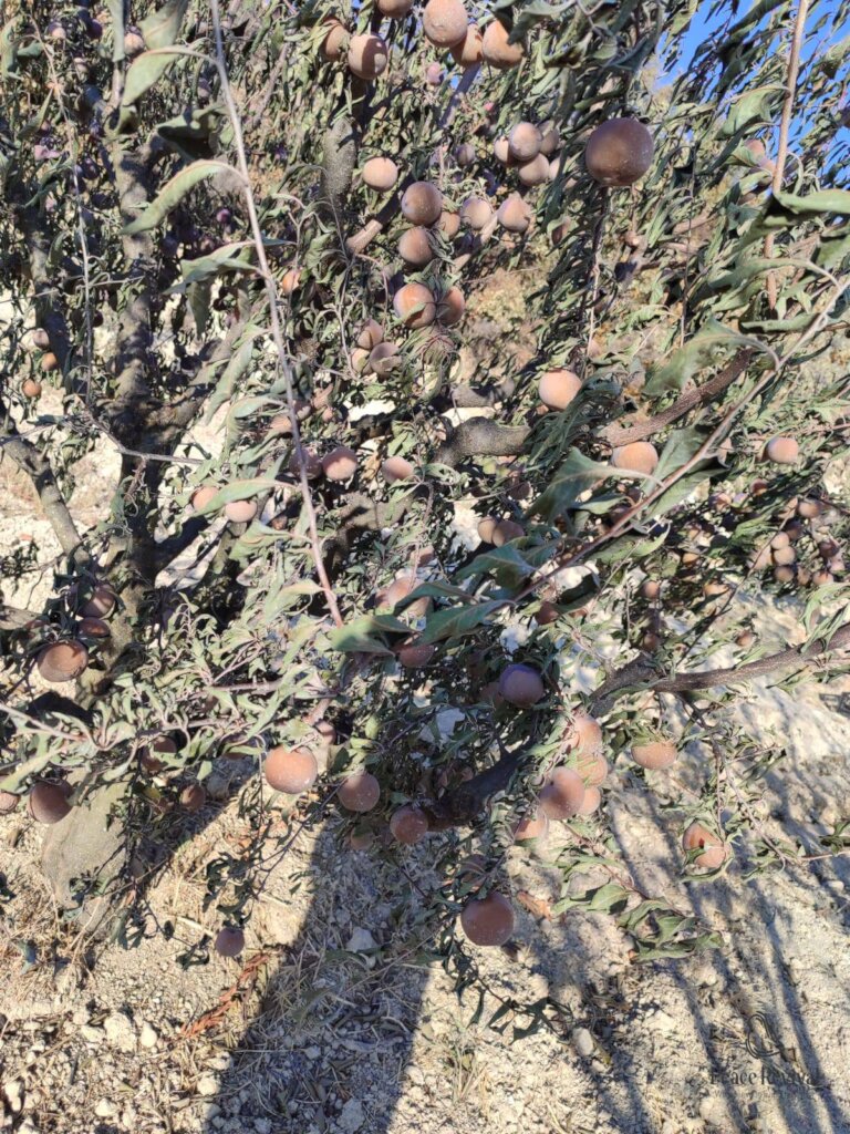 Help Syrian Farmers Rebuild Burned Farmlands