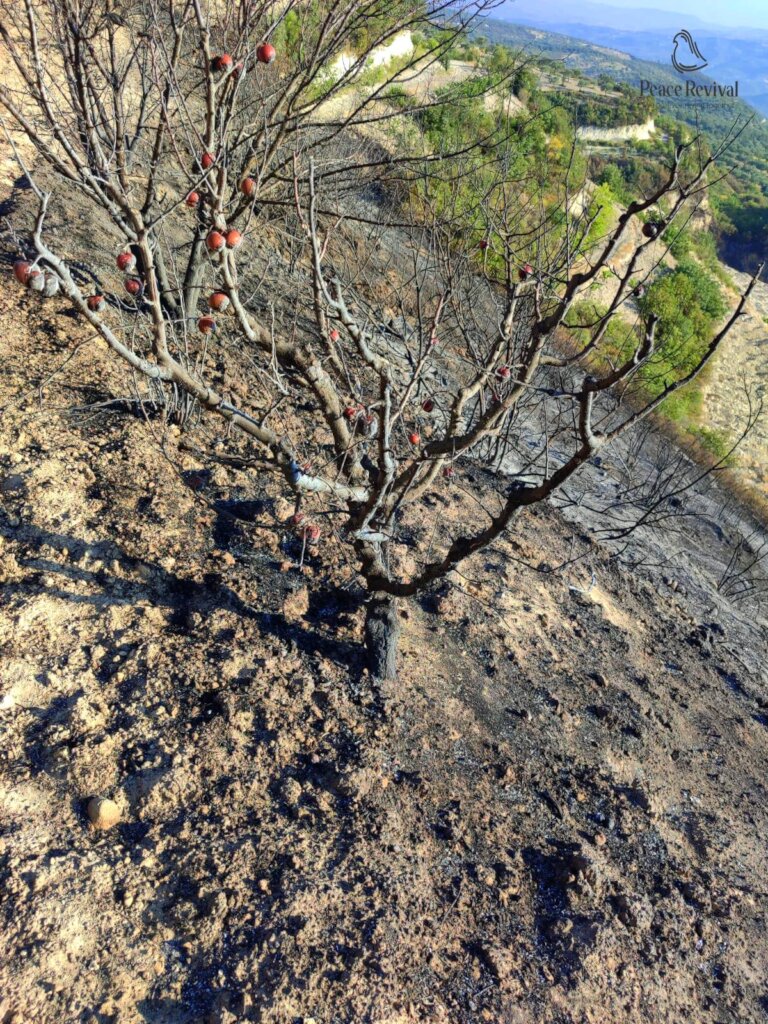 Help Syrian Farmers Rebuild Burned Farmlands