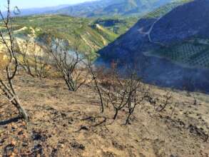 Help Syrian Farmers Rebuild Burned Farmlands