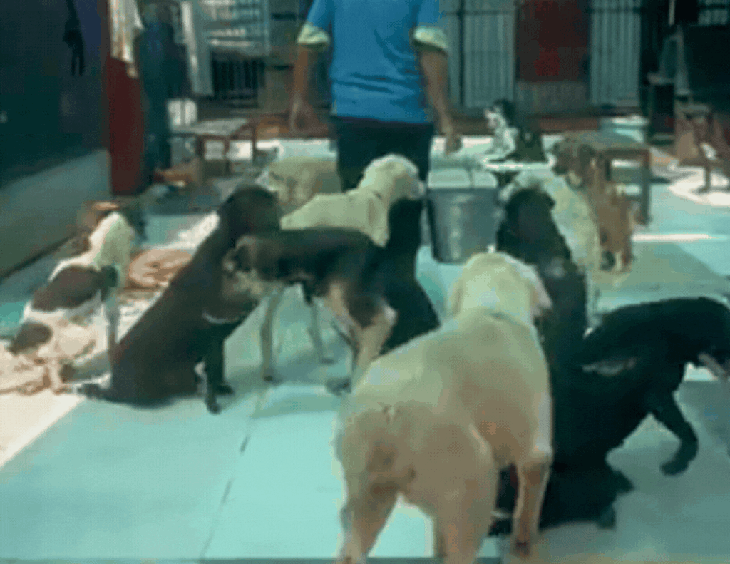 Expand Pawsitive Sanctuary to Save More Stray Anim
