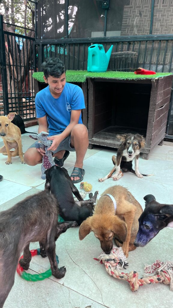Expand Pawsitive Sanctuary to Save More Stray Anim