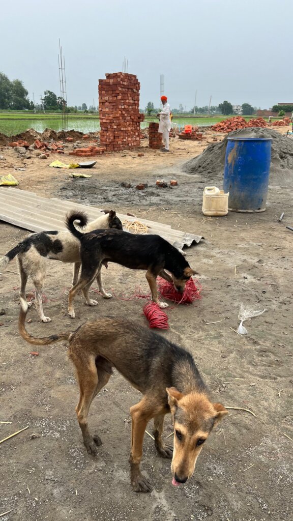 Expand Pawsitive Sanctuary to Save More Stray Anim